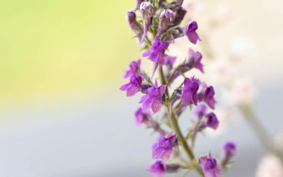 Purpur-Leinkraut, hübsche Wildstaude für extrem sonnige Lagen