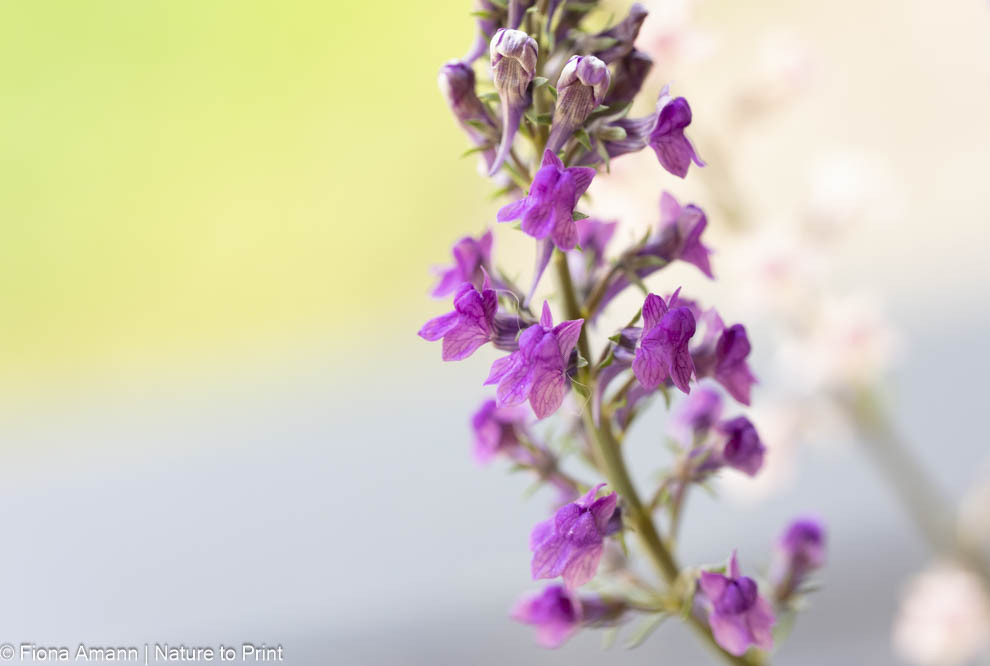 Purpur-Leinkraut, hübsche Wildstaude für extrem sonnige Lagen