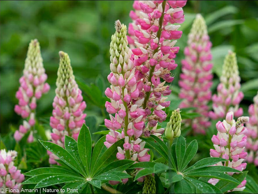 Lupinen sind schön, aber empfindlich. Sie halten sich leider nicht sehr lange im Garten. Mit etwas Abstand gepflanzt sind sie aber gute Begleiter für Lilien Lupinen sind schön, aber empfindlich. Sie halten sich leider nicht sehr lange im Garten
