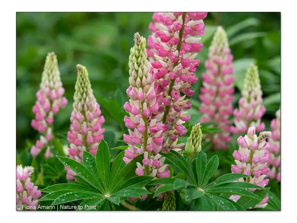 Lupinen sind schön, aber empfindlich. Sie halten sich leider nicht sehr lange im Garten. Mit etwas Abstand gepflanzt sind sie aber gute Begleiter für Lilien Lupinen sind schön, aber empfindlich. Sie halten sich leider nicht sehr lange im Garten