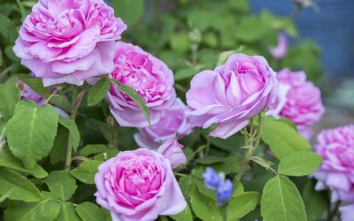 Lieblingspflanzen der Gärtnerin Winterschutz für alle Rosen in 3 Schritten einfach erklärt