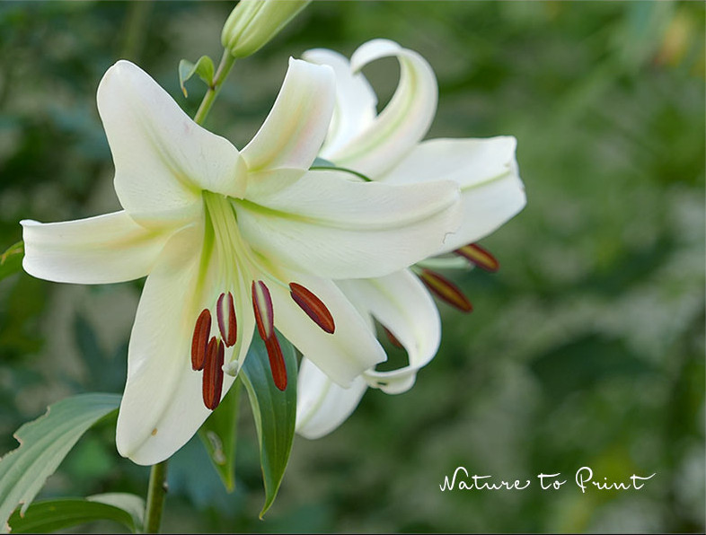 Madonnenlilie begeistert mit rein weißen Blüten. Je älter, desto mehr Blüten erscheinen Madonnenlilie begeistert mit rein weißen Blüten