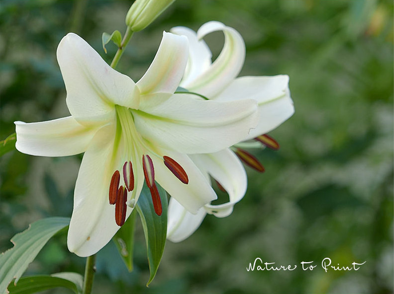 Weiße Madonnenlilie, steht seit dem Mittelalter für Jungfrau Maria, Reinheit und Schönheit
