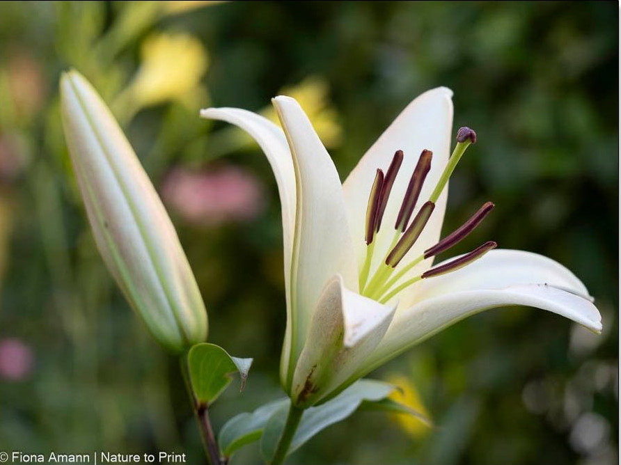 Lilium Candidum blüht im August und öffnet nur langsam ihre Blüte