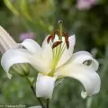 Madonnenlilie, Lilium Candidum, weiße Lilie mit Knospe und Blüte