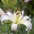Madonnenlilie, Lilium Candidum, weiße Lilie mit Knospe und Blüte