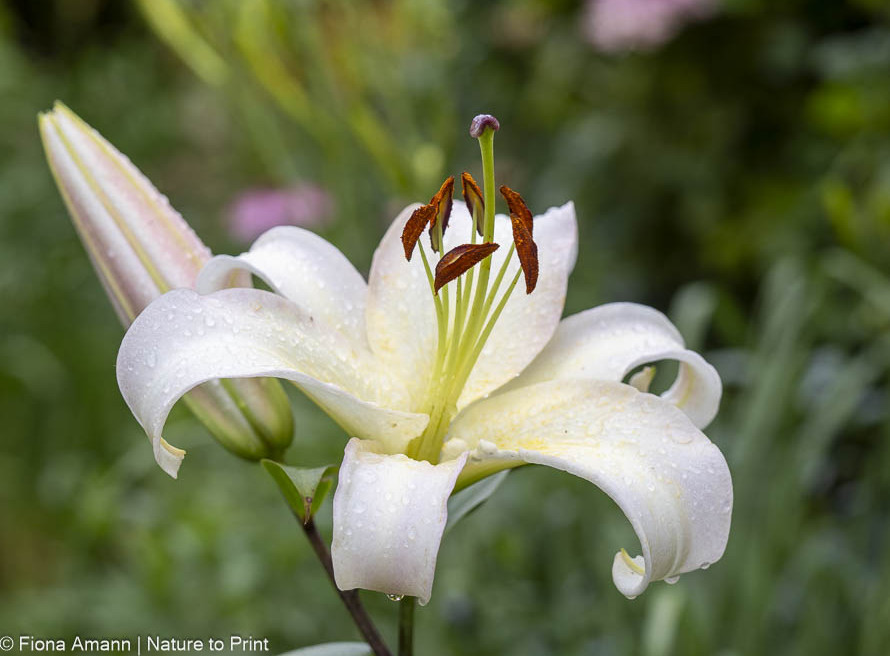 Madonnenlilie, Lilium Candidum, weiße Lilie mit Knospe und Blüte