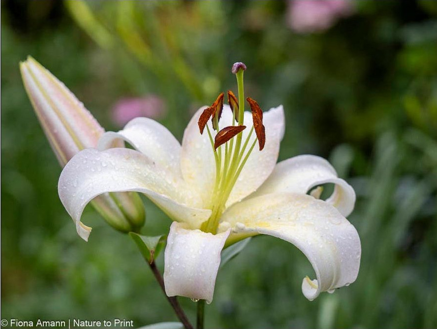Lilum Candidum trägt enorm große Staubgefäße