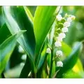 Gärtnern im Mai: Maiglöckchen im Garten