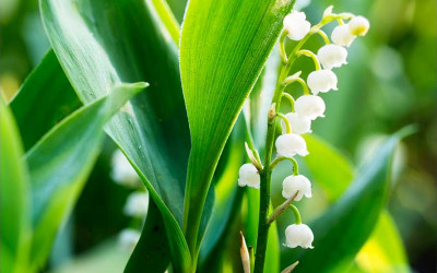 Gärtnern im Mai. Die 20 wichtigsten Aufgaben im Blumengarten