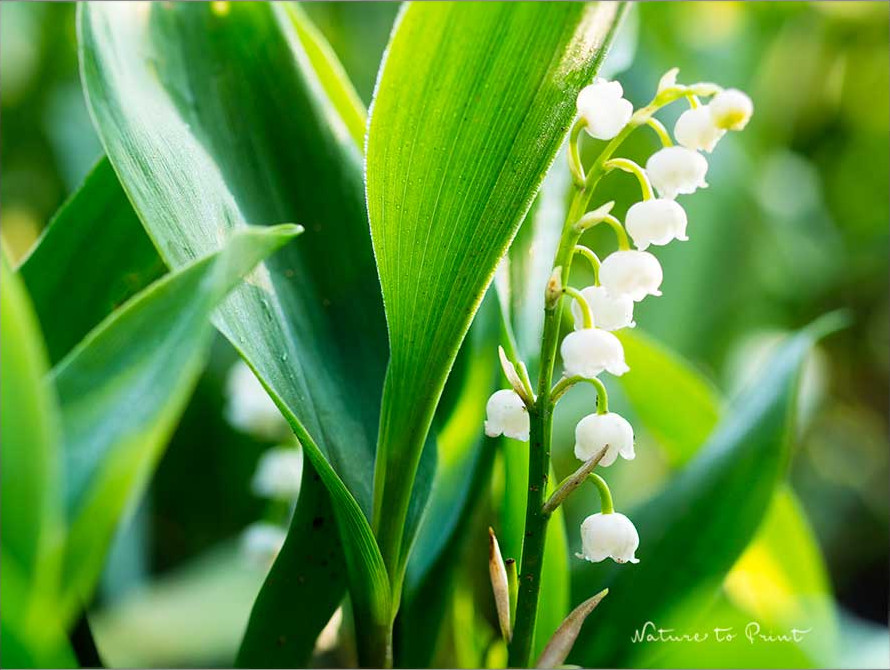 Gärtnern im Mai: Maiglöckchen im Garten