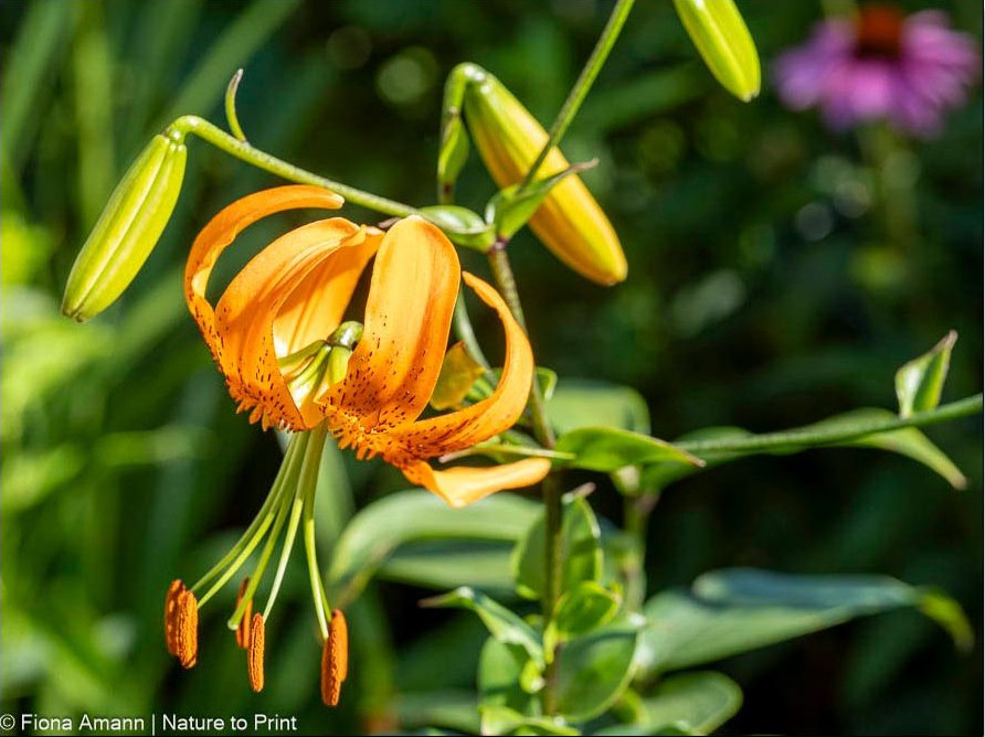 Martagon mit oranger Blüte, Mandarin Lilie, Lilium Henryi Martagon mit oranger Blüte, Mandarin Lilie, Lilium Henryi