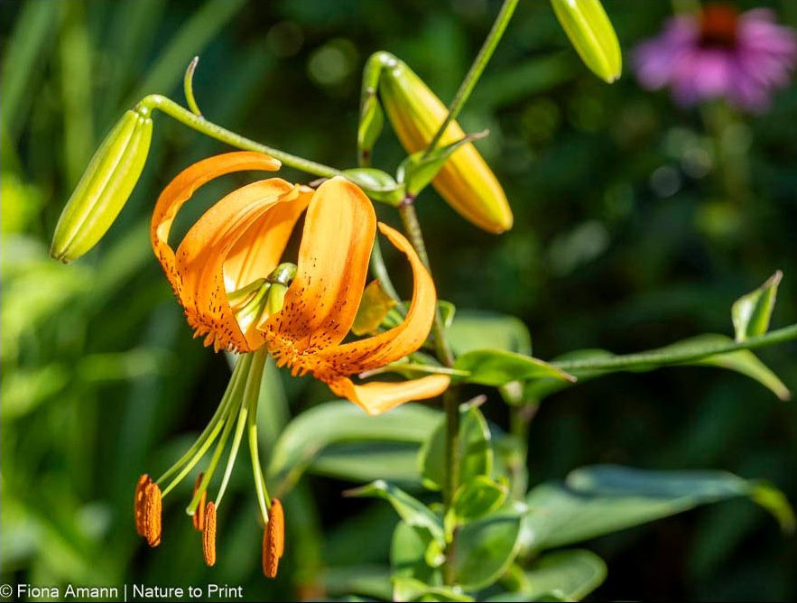 Orange Turbanblüte, Mandarin Lilie, Lilium Henryi in Knallorange mit dunklen Tupfen