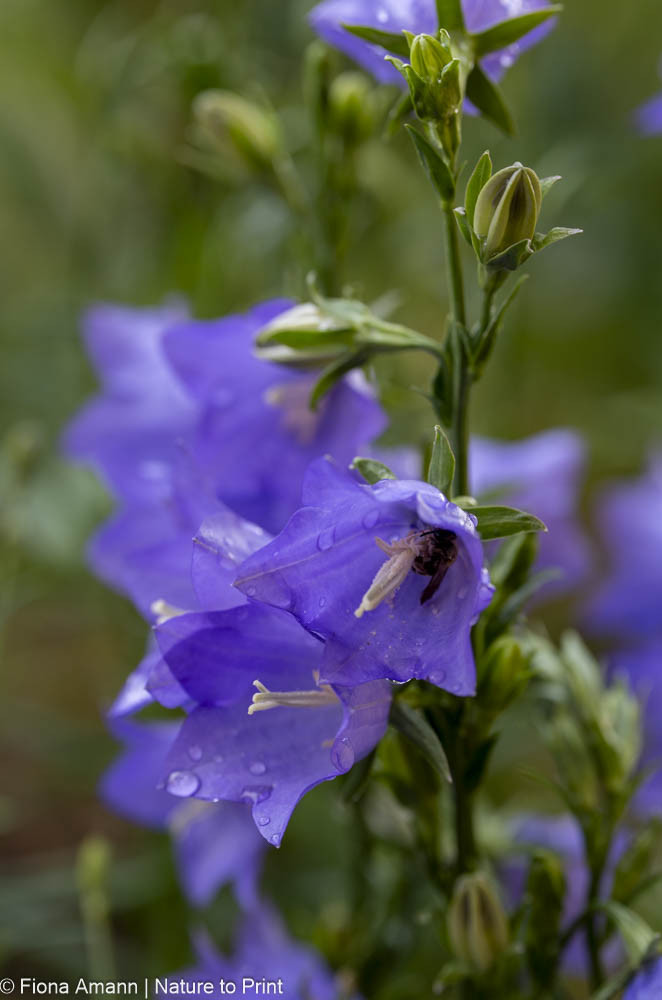 Blaue Marienglockenblumen blühen nach Rückschnitt ein 2. Mal