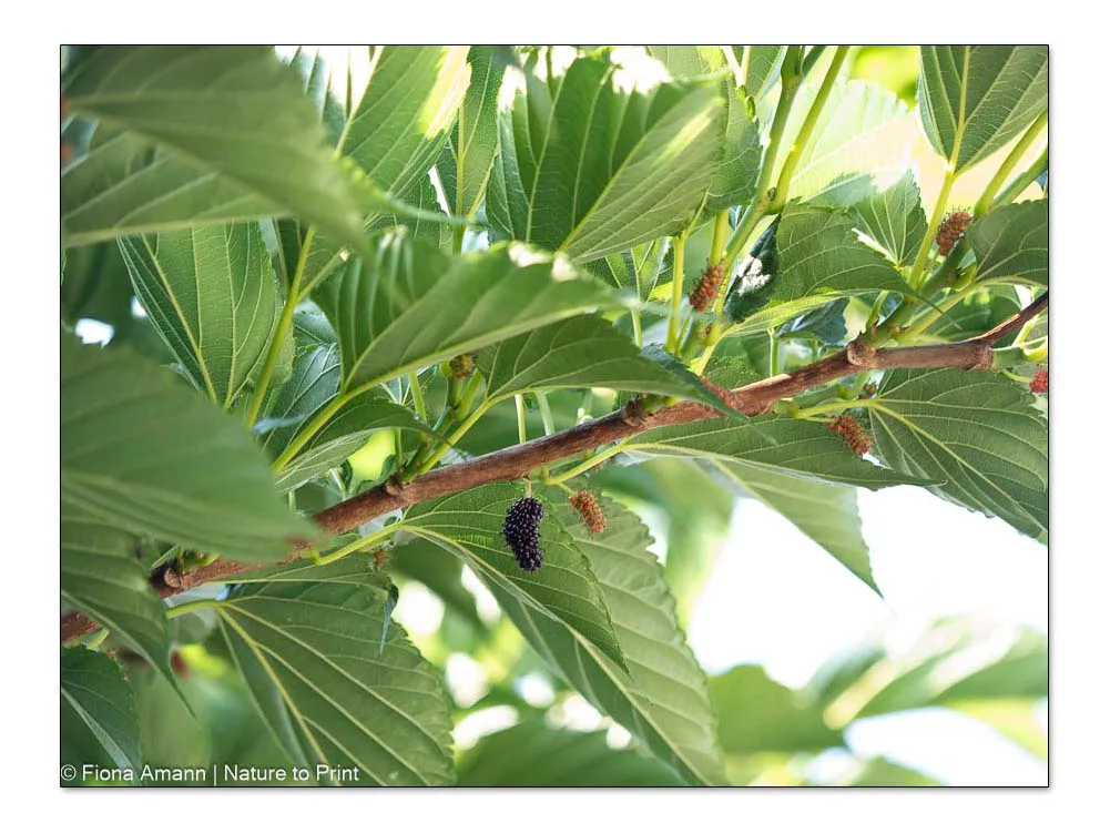 Maulbeerbaum mit Früchten