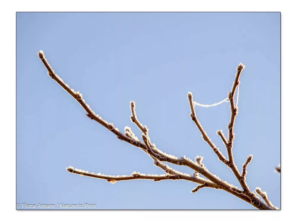 Der Plantanenblättrige Maulbeerbaum ist ausreichend winterfest für Oberfranken