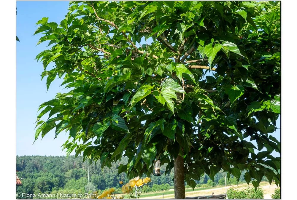 Plantanenblättrige Maulbeere, magisch schöner Zukunftsbaum mit Früchten