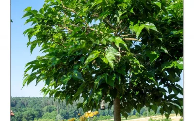 Plantanenblättrige Maulbeere, magisch schöner Zukunftsbaum mit Früchten