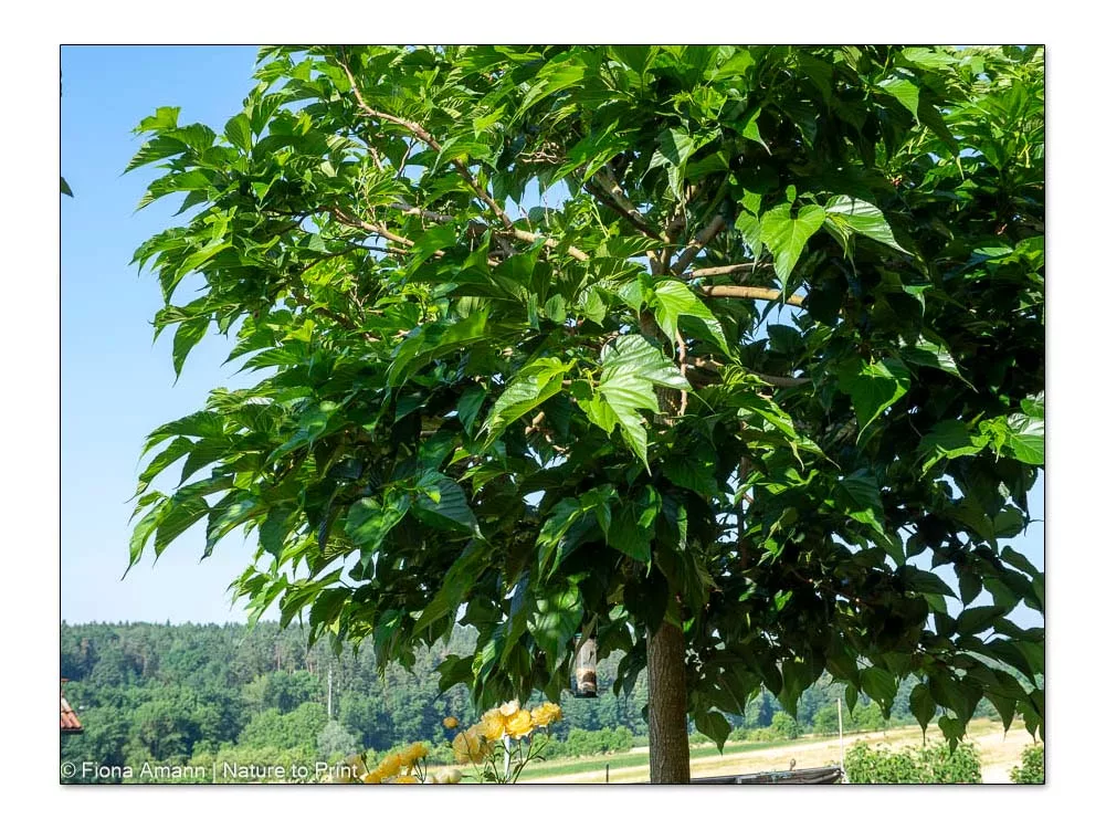 Maulbeerbaum, Plantanenblättrige Maulbeere am Südhang