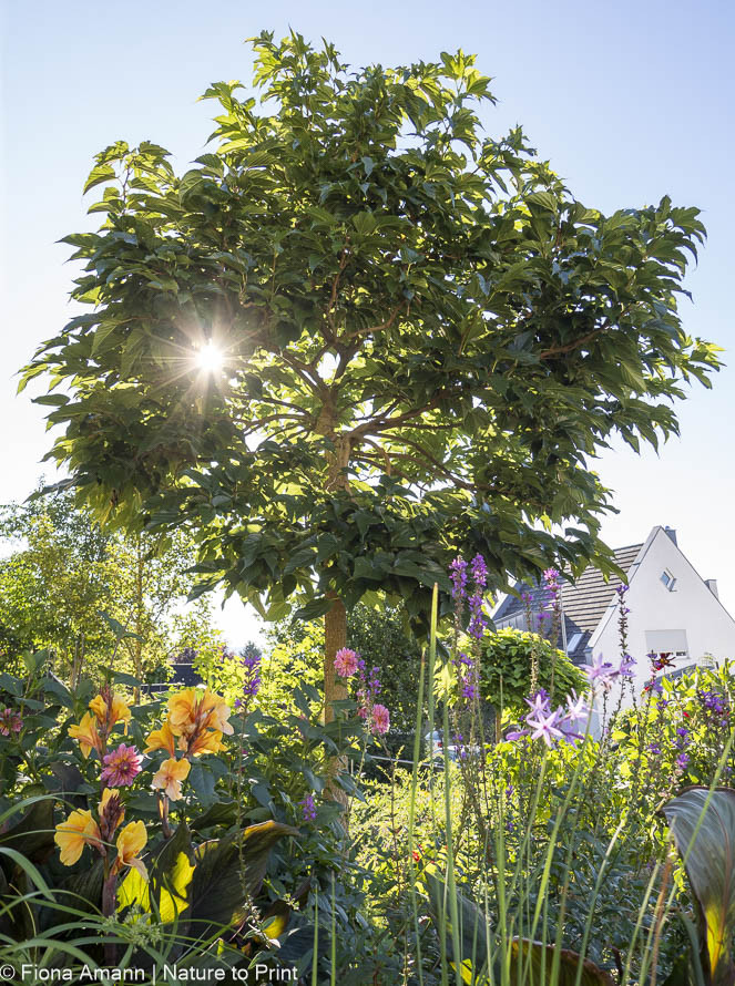 Maulbeerbaum, Plantanenblättrige Maulbeere im Morgenlicht Maulbeerbaum, Plantanenblättrige Maulbeere im Morgenlicht