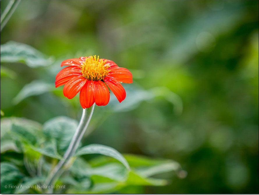 Mexikanische Sonnenblume, bot. Tithonia hat raue Blätter und viele, verhältnismäßig kleine Korbblüten Mexikanische Sonnenblume, bot. Tithonia hat raue Blätter und viele, verhältnismäßig kleine Korbblüten