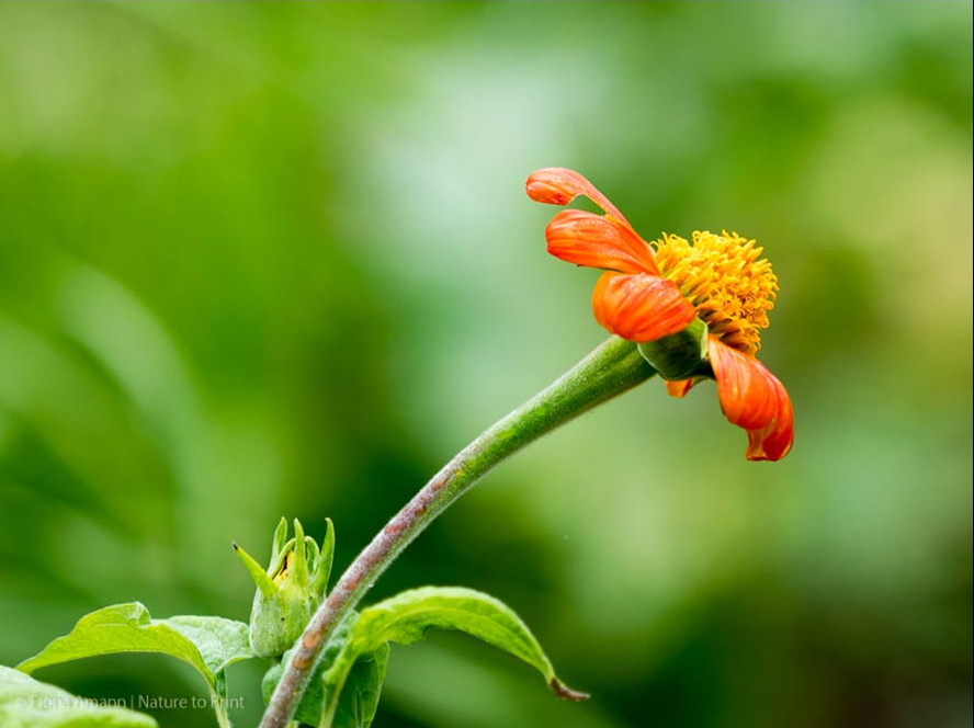 Mexikanische Sonnenblume, bot. Tithonia im feurigen Orange Mexikanische Sonnenblume, bot. Tithonia im feurigen Orange