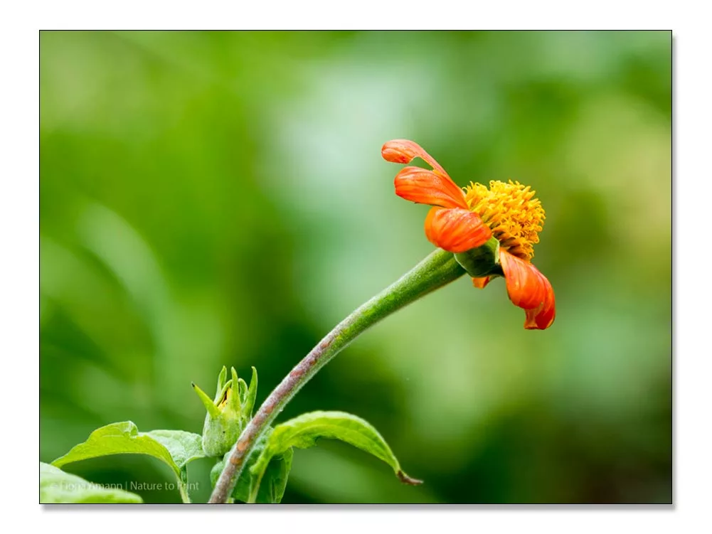 Mexikanische Sonnenblume, bot. Tithonia im feurigen Orange