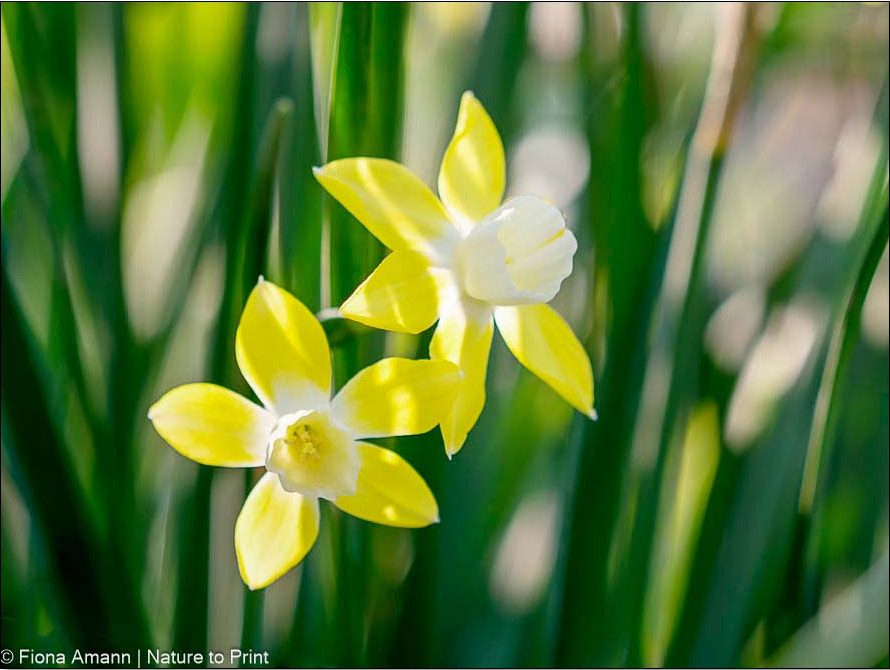 Niedliche blassgelbe Zwergnarzissen mit weißer Trompete