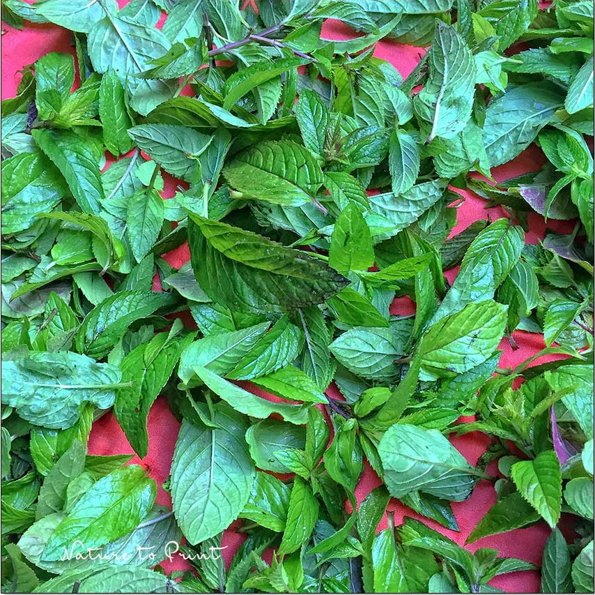 Frisch geerntete Pfefferminze auf dem Gartentisch