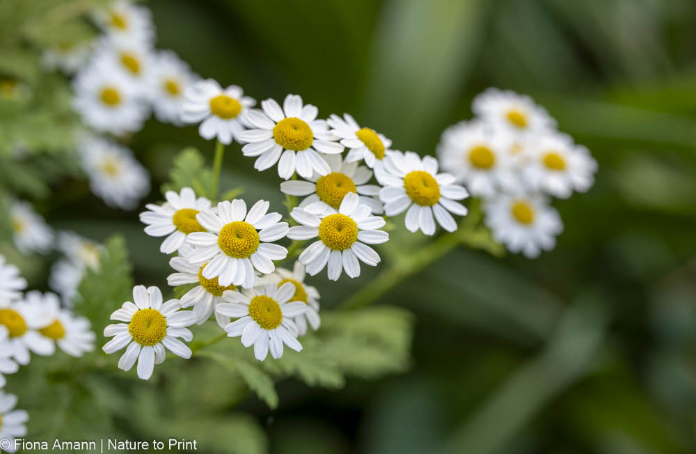 Mutterkraut, einjährige Heilpflanze, erhält sich durch Selbstaussaat 