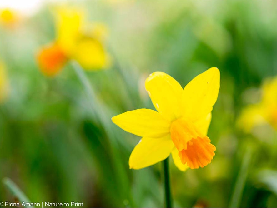 Die ersten Tête-à-Tête-Zwergnarzissen des Jahres sind klein, aber zäh und unübersehbar