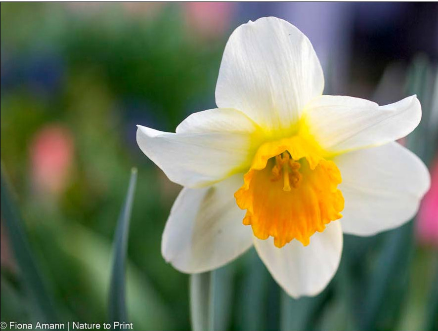 Große weiße Osterglocke mit gelber Trompete