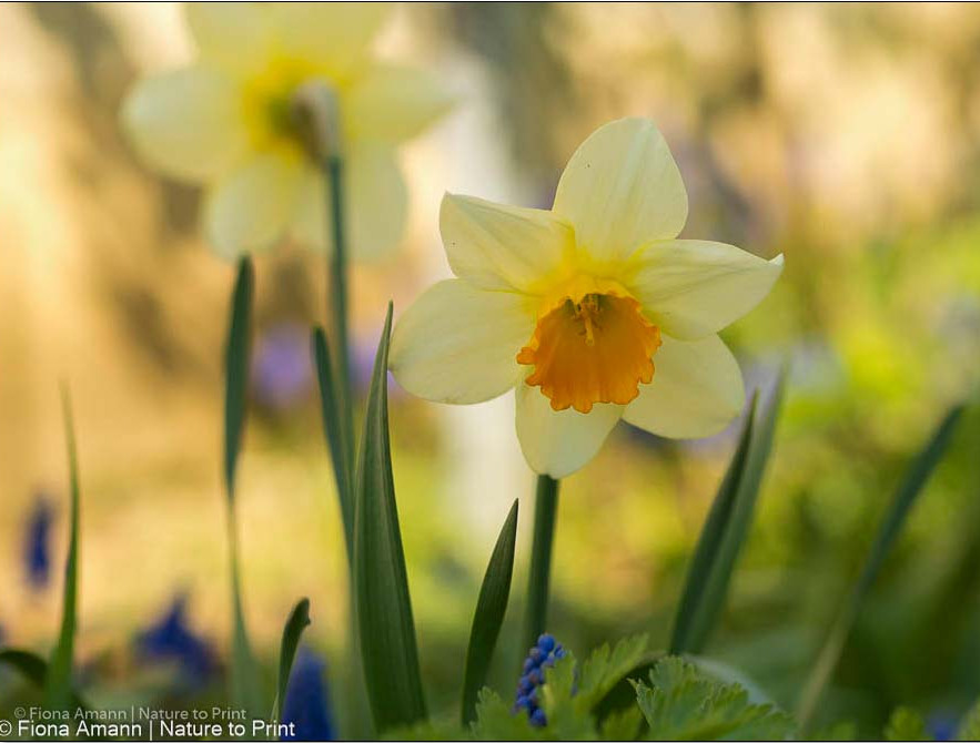 Sonnige Osterglocke mit oranger Trompete macht Frühling