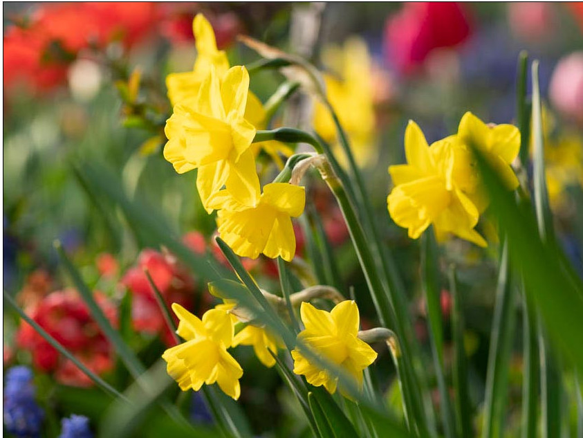 Narzissen mit vielen kleinen Blüten an einem Stiel