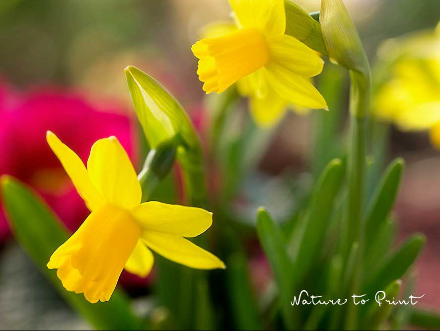 Kleine Narzissen und Primeln im Körbchen Deko mit kleinen Narzissen und Primeln im Körbchen