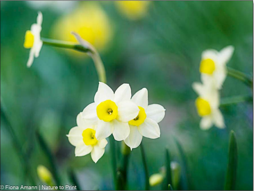 Sehr kleine, weiße Zwergnarzissen mit gelber Trompete, ideal für Baumscheiben
