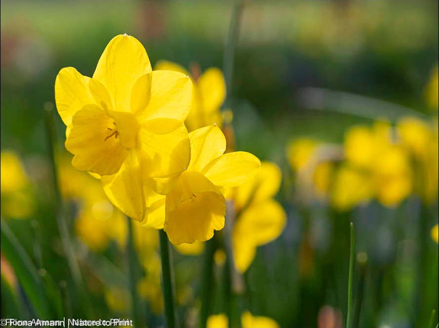 Kleinkronige gelbe Osterglocke mit mehreren Blüten an einem Stiel