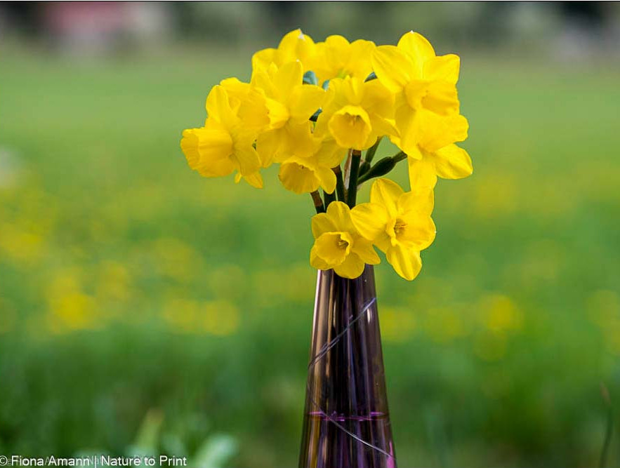 Zwergnarzissen mit mehreren Blüten an einem Stiel in der Vase