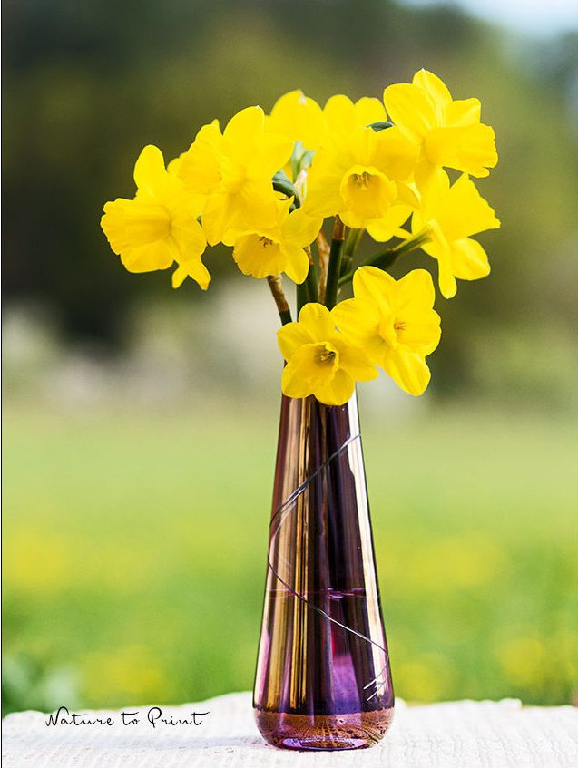 Kleinkronige Narzissen in einer Glasvase aus den 1960er-Jahren Kleinkronige Narzissen in einer Glasvase