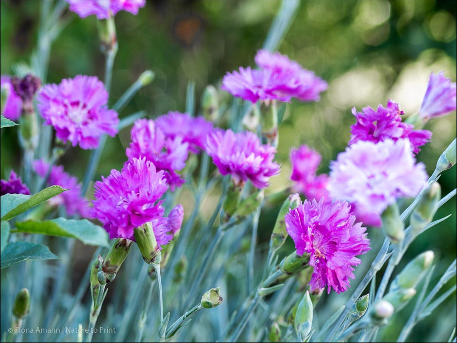 Schneckenresistente Polsterstaude, Nelken, Dianthus