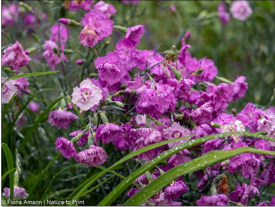 Die besten Plätze finden Nelken in Steingärten und auf Trockenmauern, weil sie viel Sonne und durchlässige, nicht zu nährstoffreiche Böden lieben.