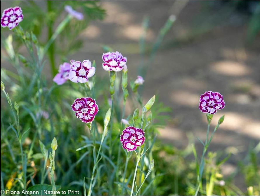 Dianthus Hybride 'Jane Austen' – Englische Garten-Nelke