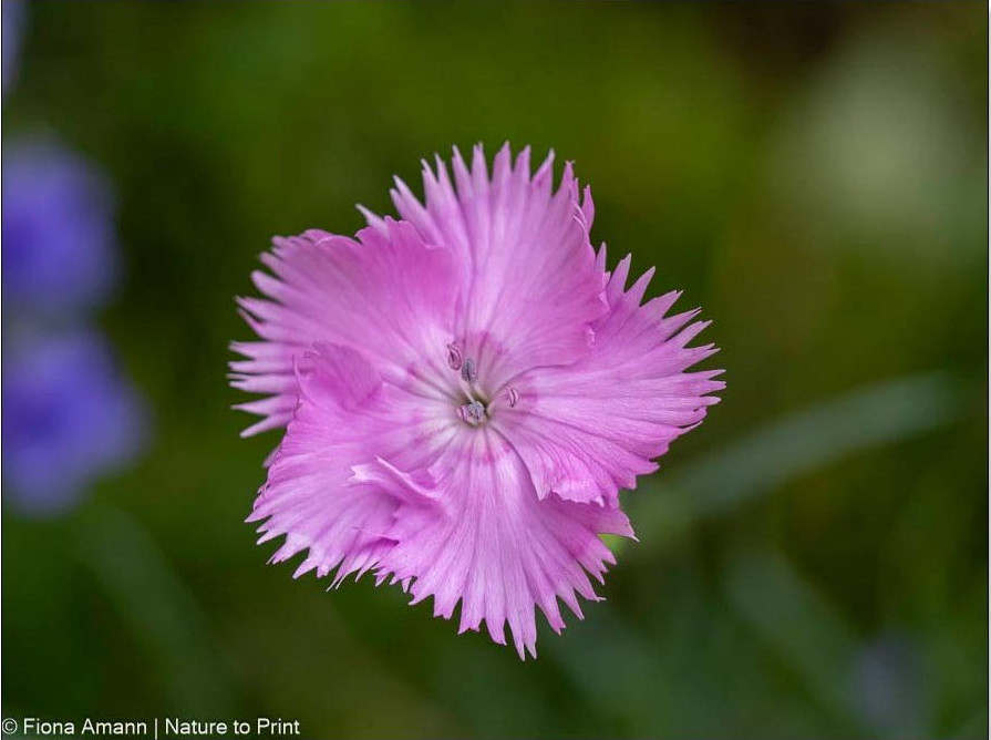 Federnelken brauchen keinerlei Winterschutz. Die Stauden treiben jedes Jahr zuverlässig aufs Neue aus.