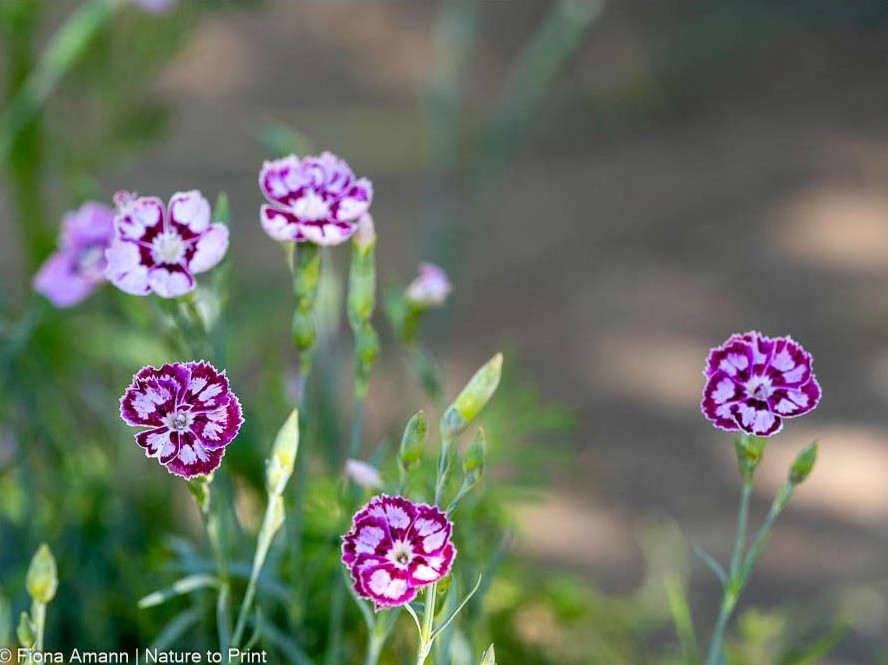 Genügsame Zweijährige Steingartennelke, schön für den Steingarten