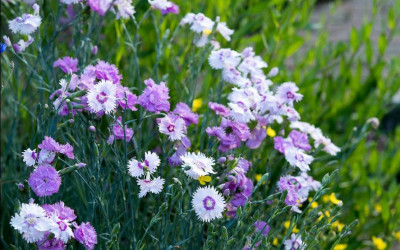 Federnelken, traditionelle Polsterstaude mit Duft & Esprit