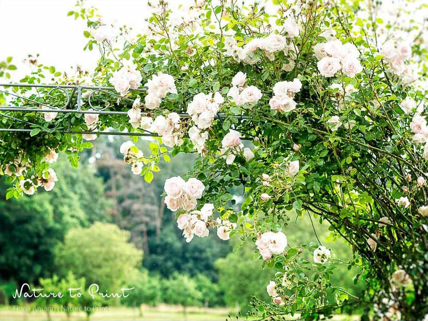 Kletterrose New Dawn am Rosenbogen