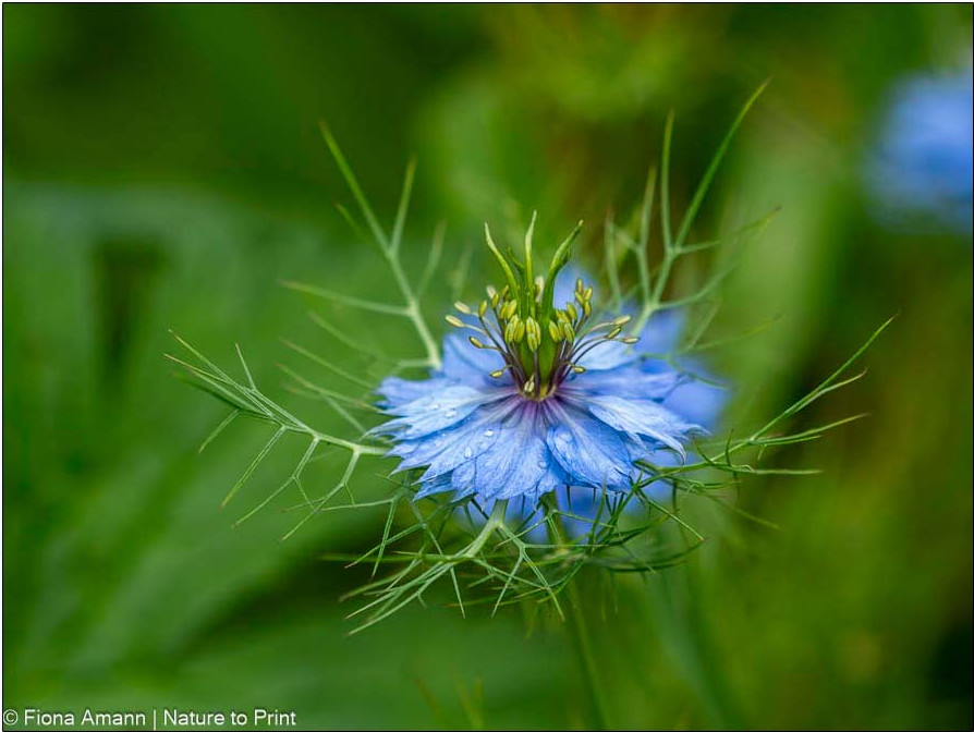 Nigella wird etwa 40-50 cm hoch