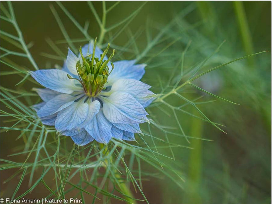 Hellblaue Gretl im Busch, graugrüne dünne Blätter sind der "Busch"