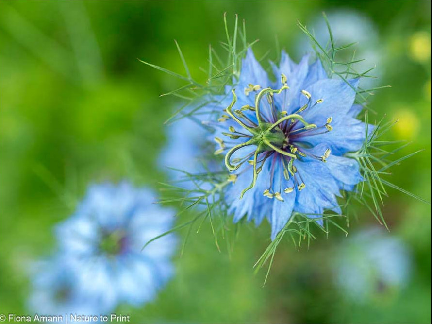schneckenresistente pflanzen: Nigella, Jungfer im Grünen