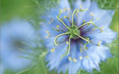 Jungfer im Grünen, Nigella, einfach säen und lieben